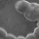 Image for article titled Bugs can survive space-like vacuums with "nano-suit"